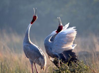 Bharatpur Packages